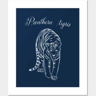 Tiger (Panthera tigris) Posters and Art